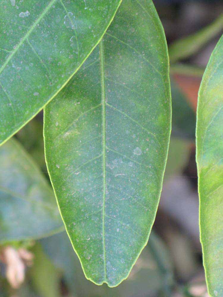              Margin (Riverside, CA)       